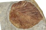 Fossil Leaf (Davidia) - Montana #199660-1